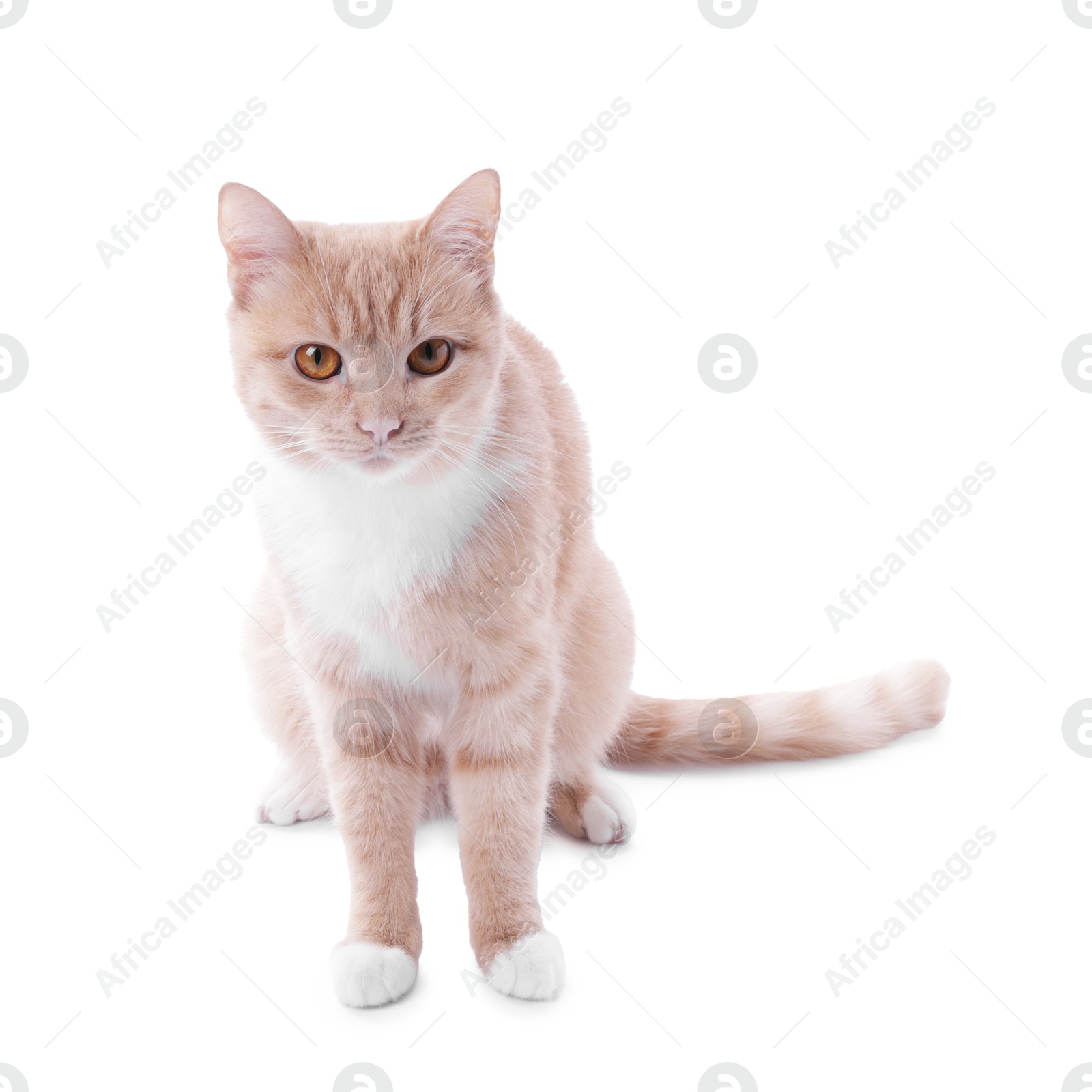 Photo of Adorable ginger cat sitting on white background