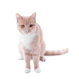 Photo of Adorable ginger cat sitting on white background