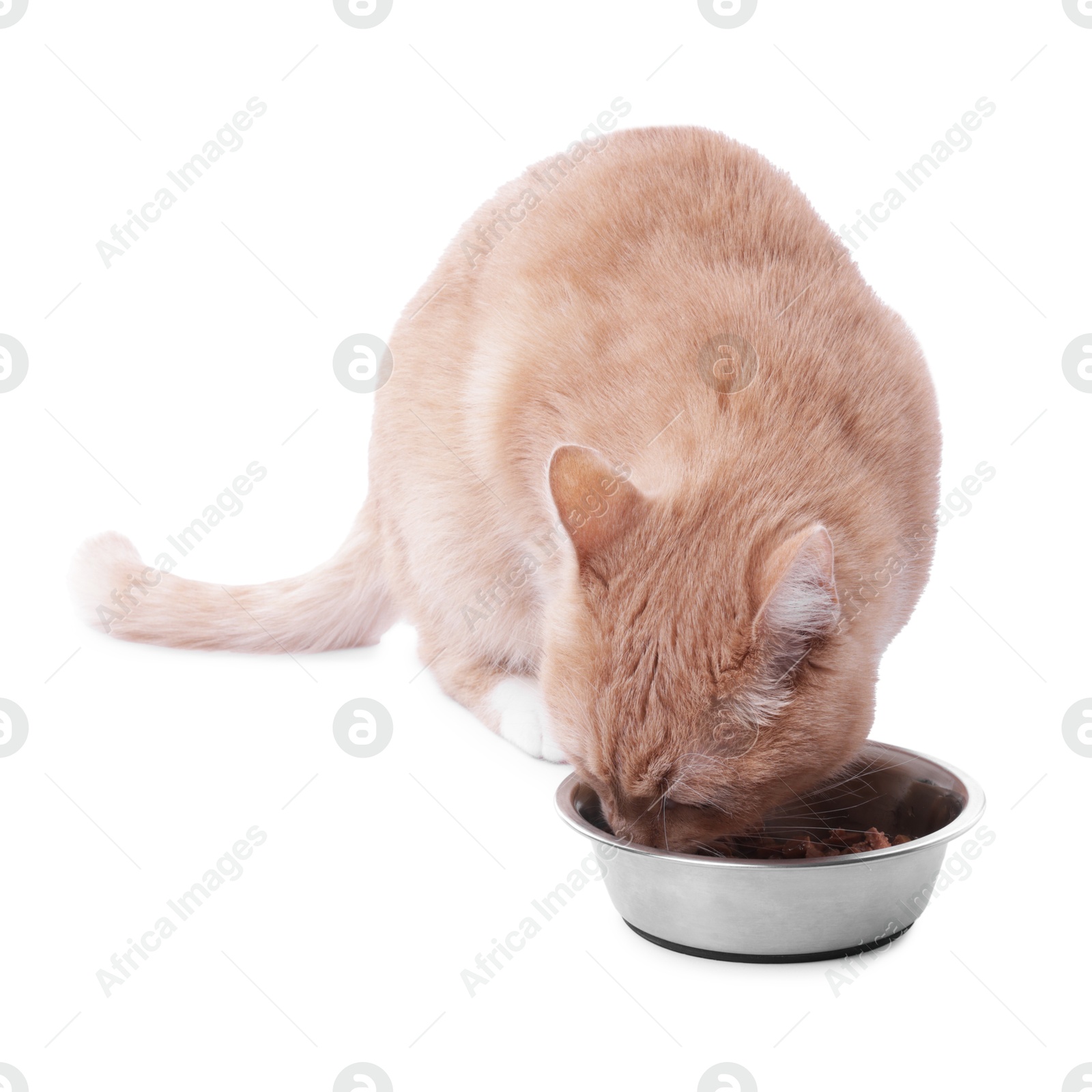 Adorable ginger cat eating pet food from bowl on white background Photo of Adorable ginger cat eating pet food from bowl on white background