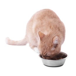 Photo of Adorable ginger cat eating pet food from bowl on white background