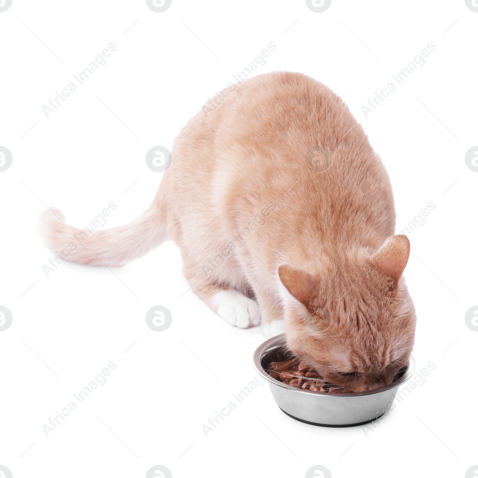 Adorable ginger cat eating pet food from bowl on white background Photo of Adorable ginger cat eating pet food from bowl on white background