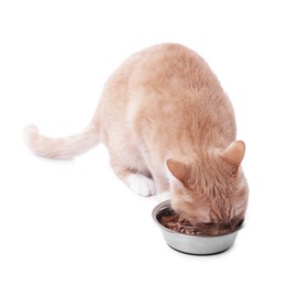 Photo of Adorable ginger cat eating pet food from bowl on white background
