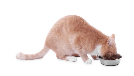 Photo of Adorable ginger cat eating pet food from bowl on white background
