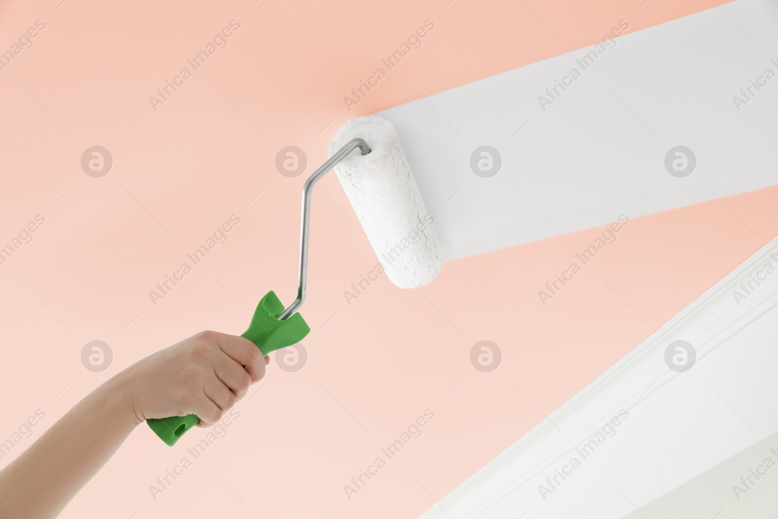 Woman repainting pink ceiling with white dye, closeup. Low angle view Image of Woman repainting pink ceiling with white dye, closeup. Low angle view