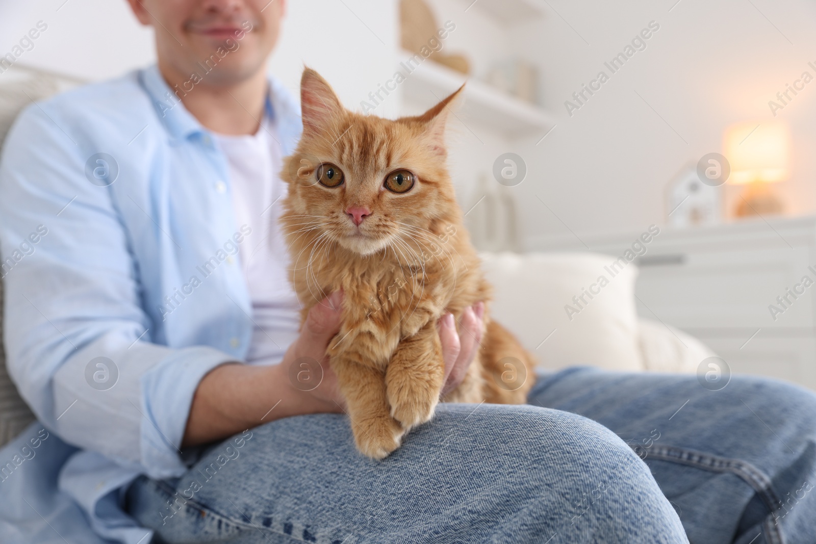 Man with cute ginger cat on sofa at home, closeup Photo of Man with cute ginger cat on sofa at home, closeup