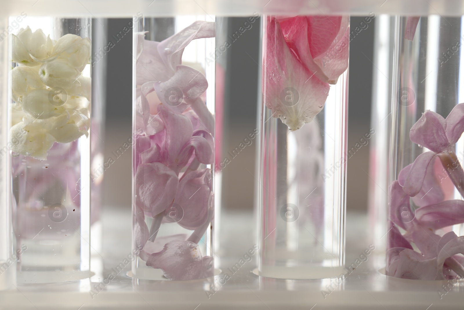 Photo of Making luxury perfume. Essential oils and flowers in test tubes on blurred background, closeup