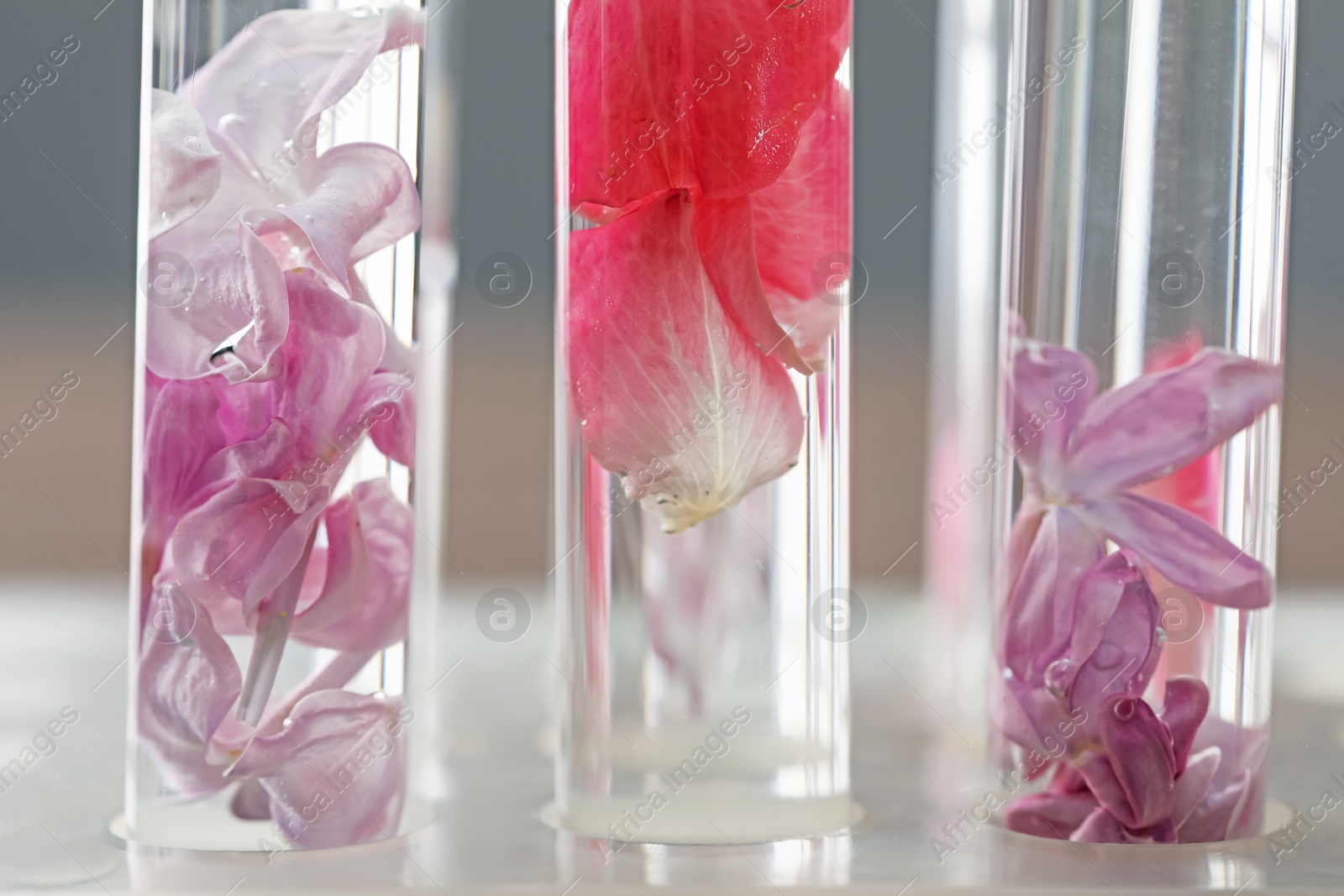 Photo of Making luxury perfume. Essential oils and flowers in test tubes on blurred background, closeup