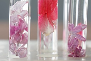 Photo of Making luxury perfume. Essential oils and flowers in test tubes on blurred background, closeup
