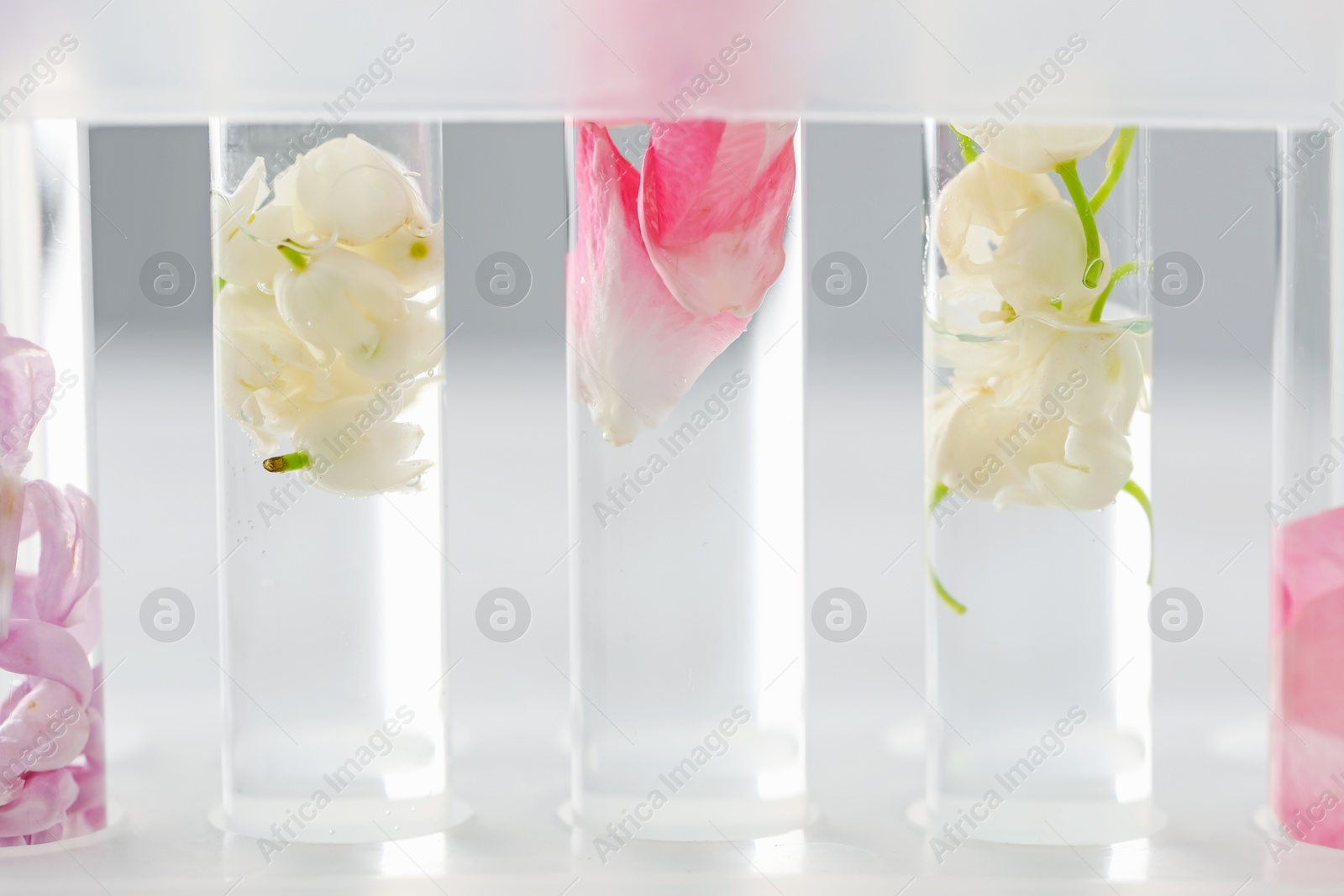 Photo of Making luxury perfume. Essential oils and flowers in test tubes on blurred background, closeup