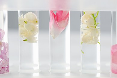 Photo of Making luxury perfume. Essential oils and flowers in test tubes on blurred background, closeup