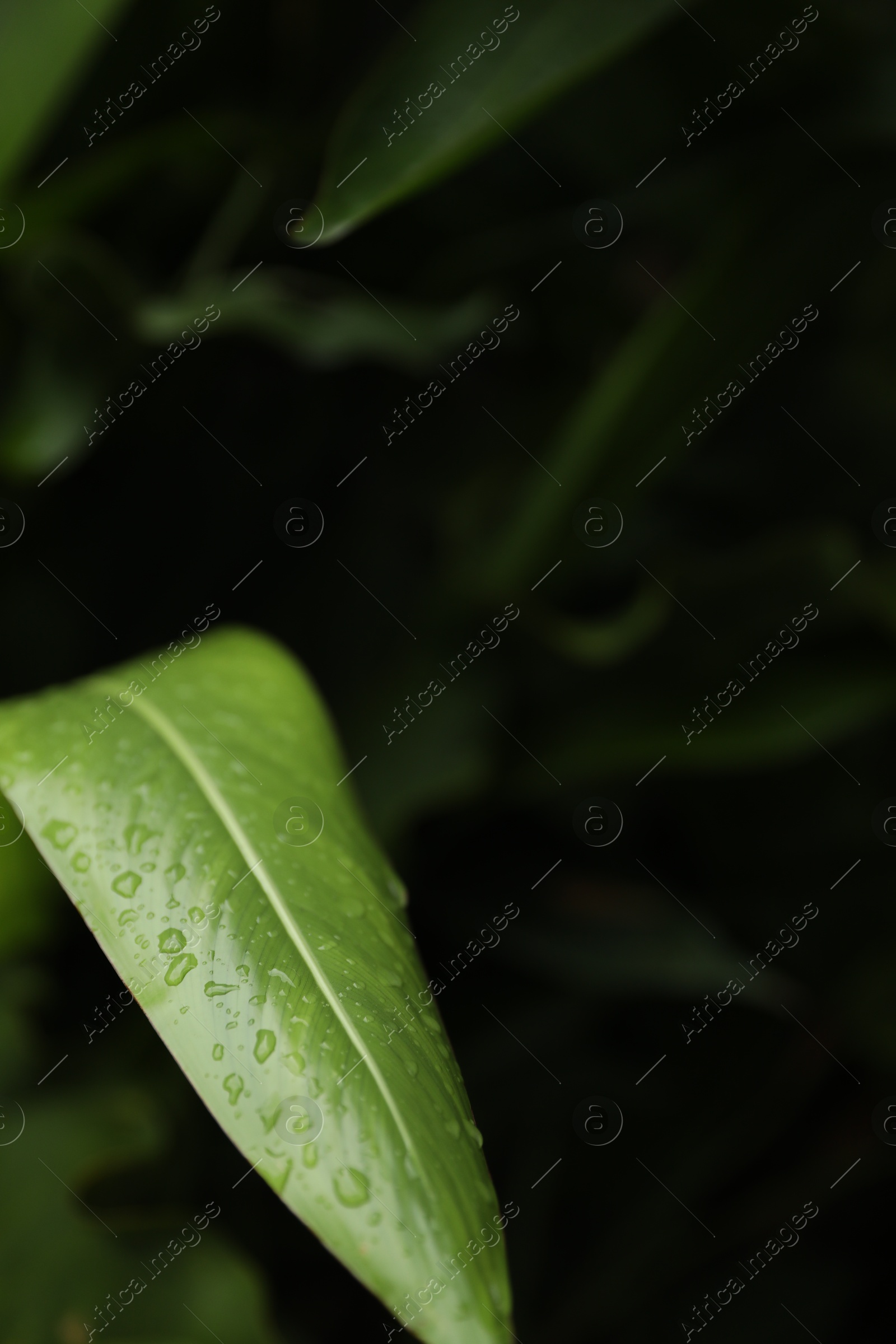Green leaf with raindrops in forest, closeup Photo of Green leaf with raindrops in forest, closeup