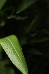 Photo of Green leaf with raindrops in forest, closeup