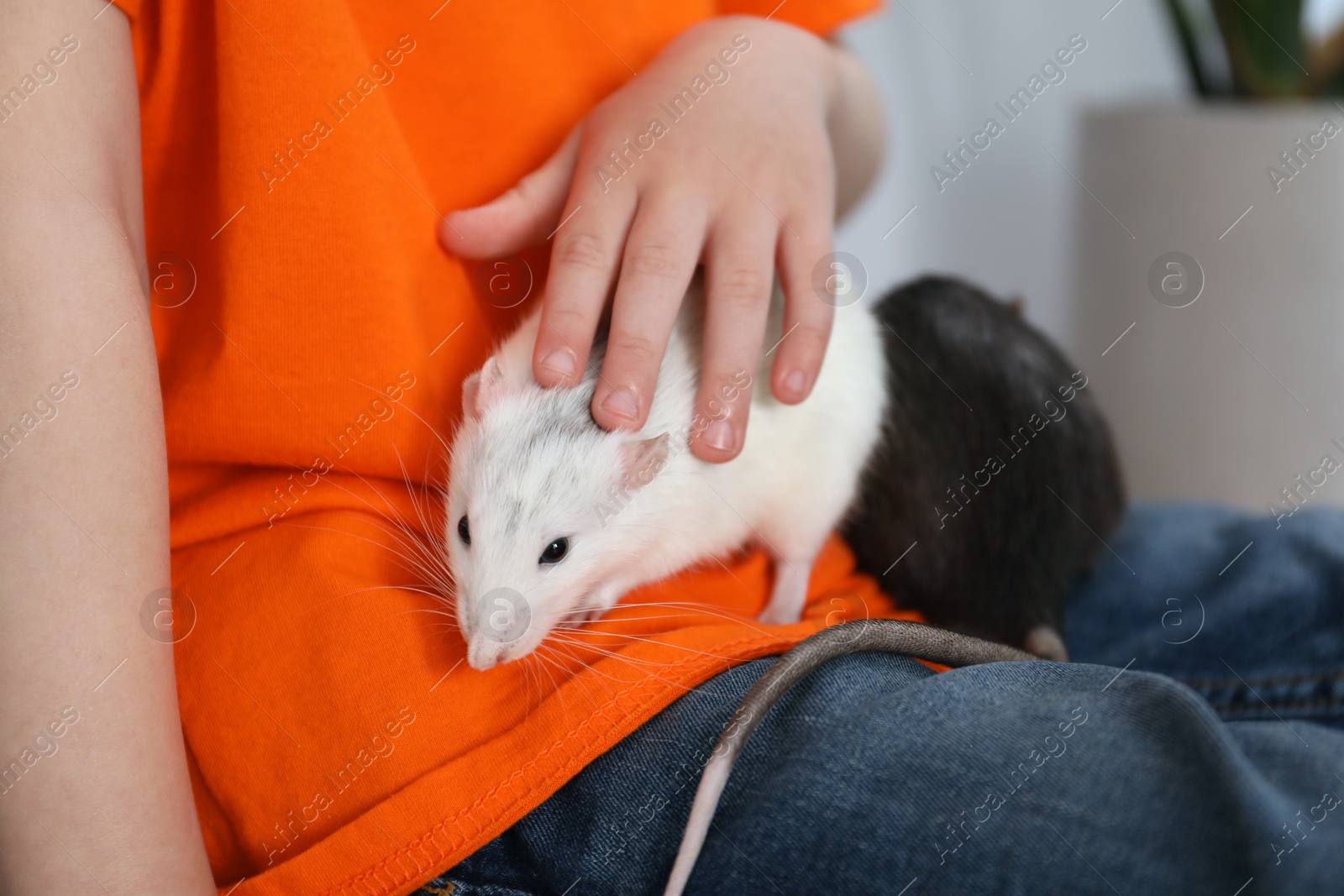 Little boy with his pet rats at home, closeup Photo of Little boy with his pet rats at home, closeup