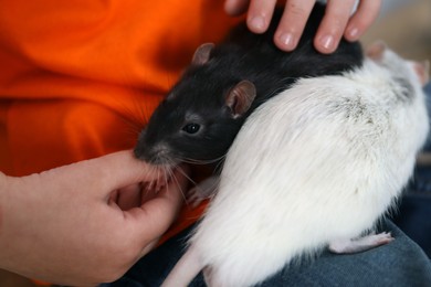 Photo of Little boy with his pet rats at home, closeup
