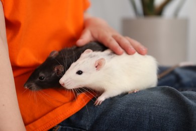 Photo of Little boy with his pet rats at home, closeup