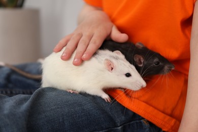 Photo of Little boy with his pet rats at home, closeup