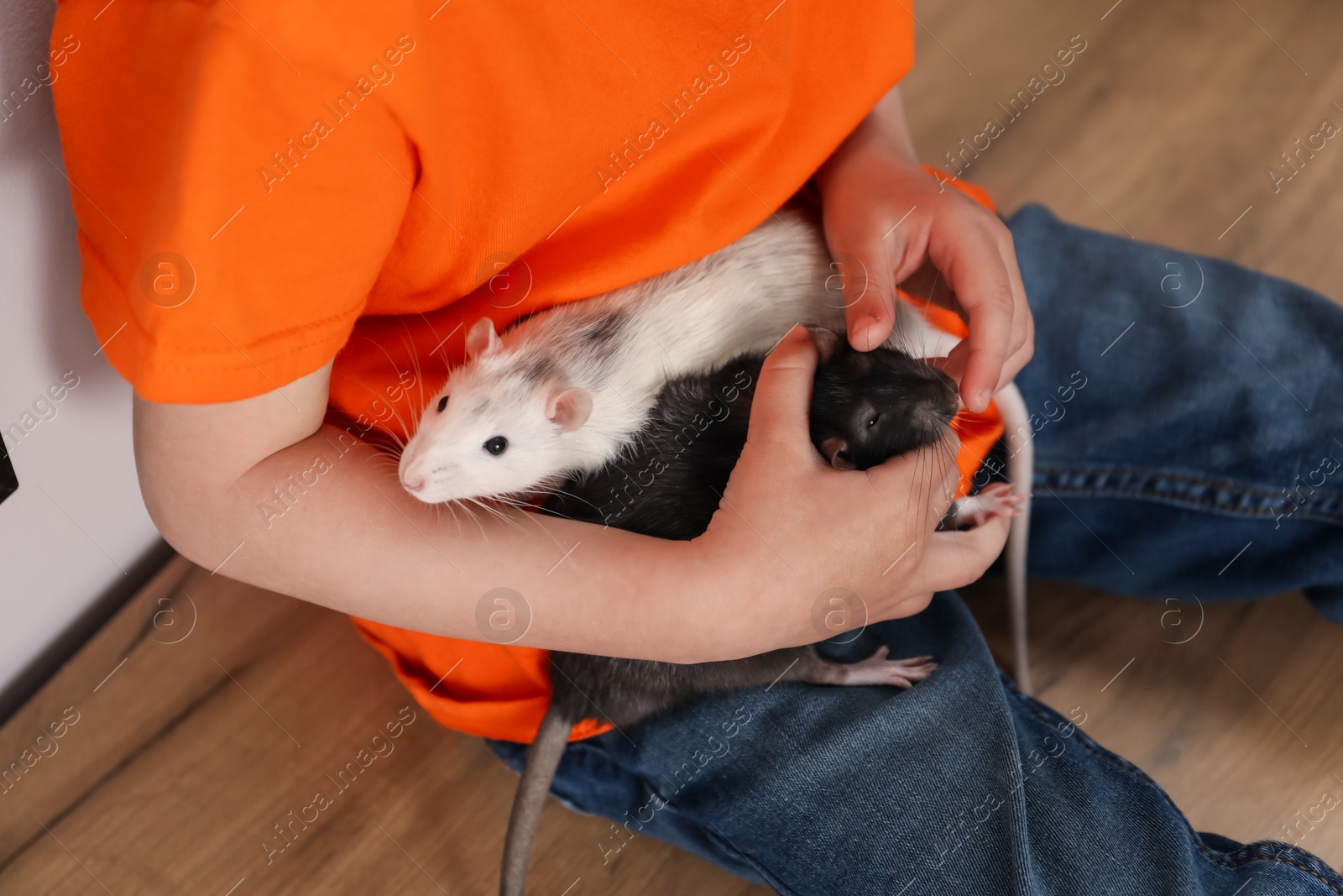 Little boy with his pet rats at home, closeup Photo of Little boy with his pet rats at home, closeup