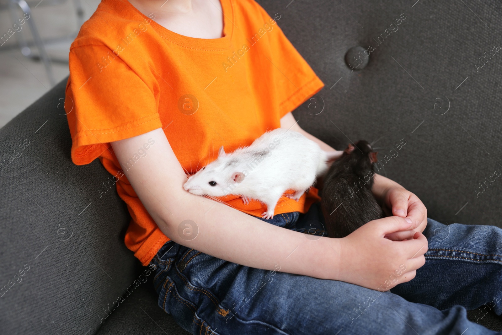 Photo of Little boy with his pet rats on sofa at home, closeup