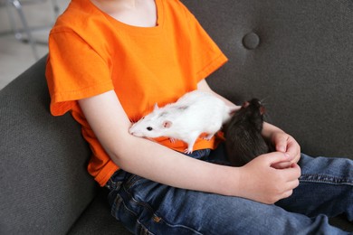 Photo of Little boy with his pet rats on sofa at home, closeup