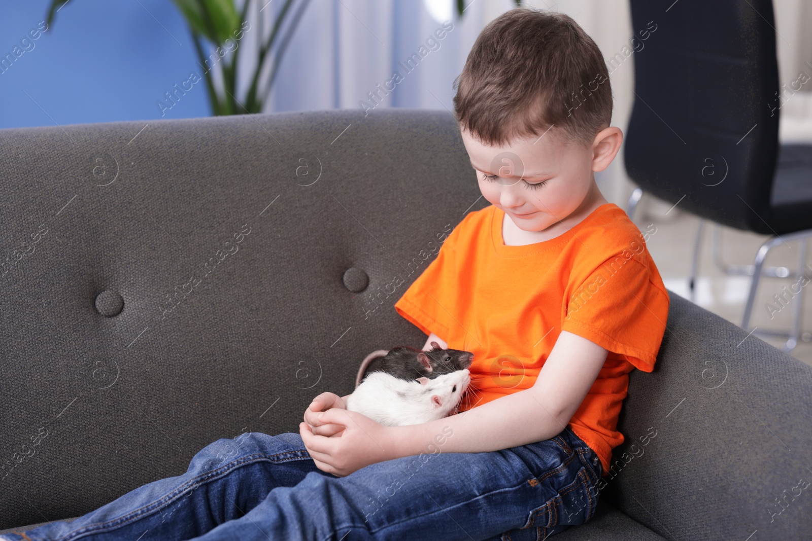 Little boy with his pet rats on sofa at home. Space for text Photo of Little boy with his pet rats on sofa at home. Space for text