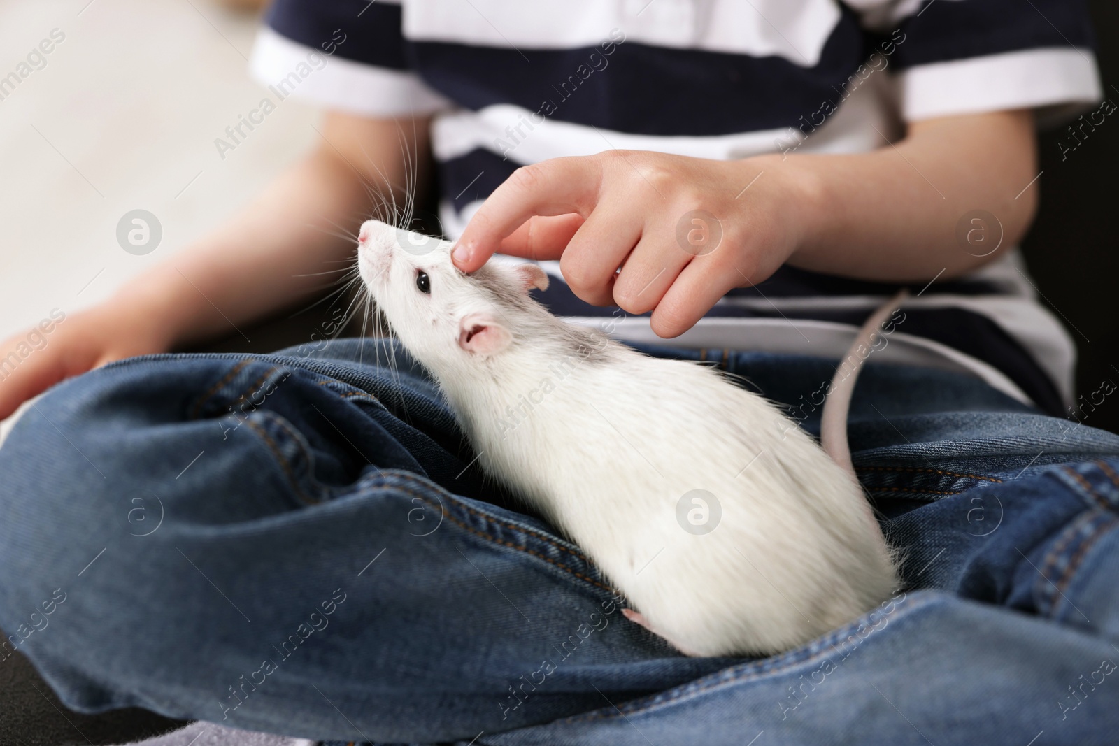 Little boy with his pet rat at home, closeup Photo of Little boy with his pet rat at home, closeup