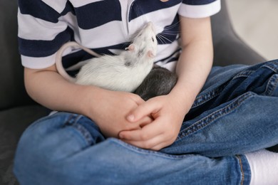 Photo of Little boy with his pet rats on armchair at home, closeup