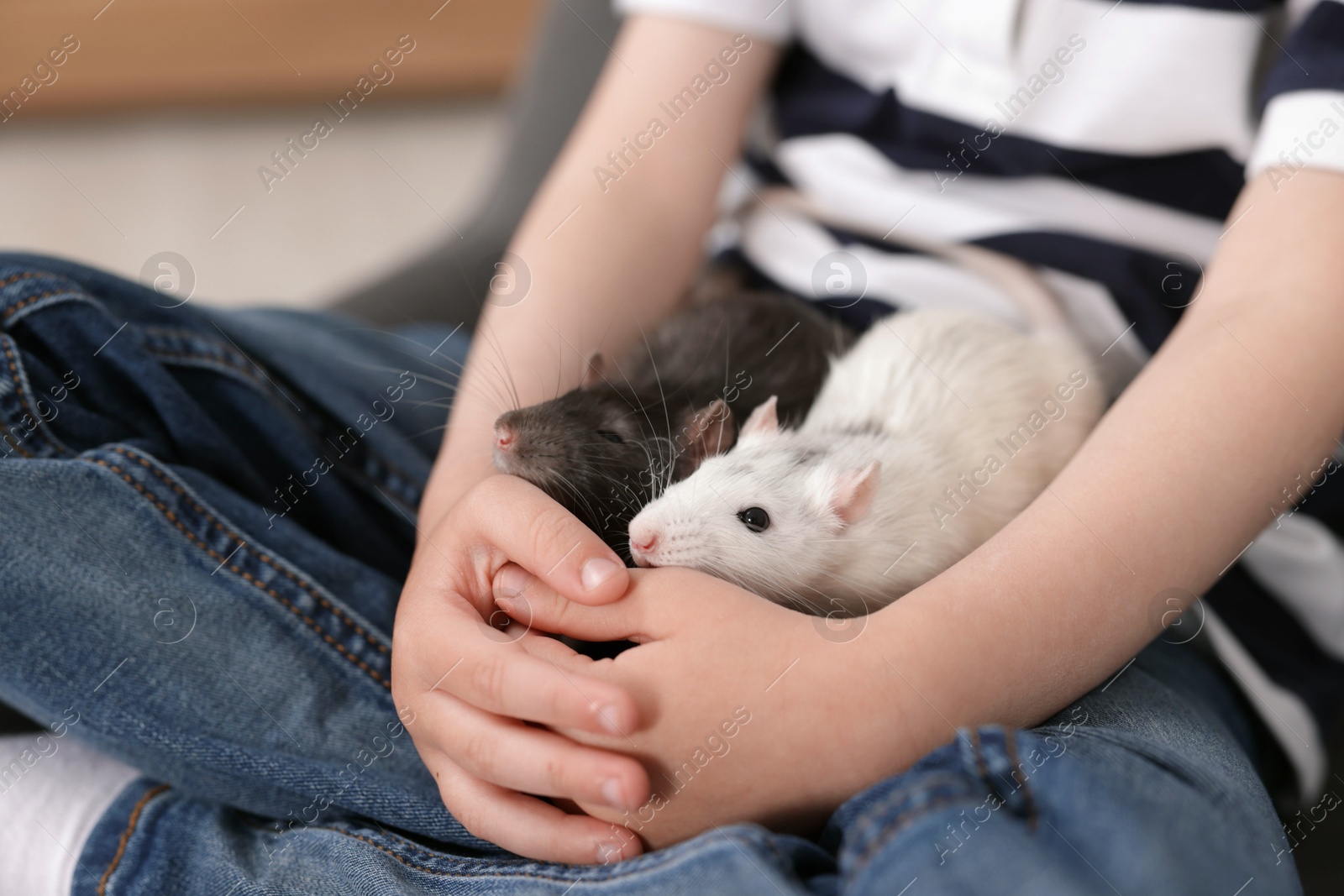 Little boy with his pet rats on armchair at home, closeup Photo of Little boy with his pet rats on armchair at home, closeup