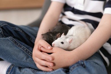 Photo of Little boy with his pet rats on armchair at home, closeup