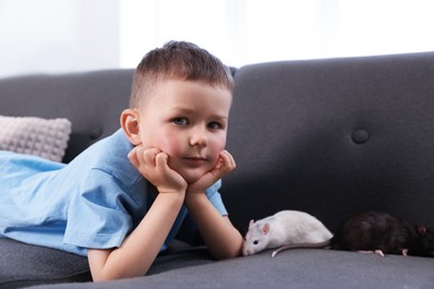 Photo of Little boy with his pet rats on sofa at home