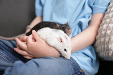 Photo of Little boy with his pet rats on sofa at home, closeup