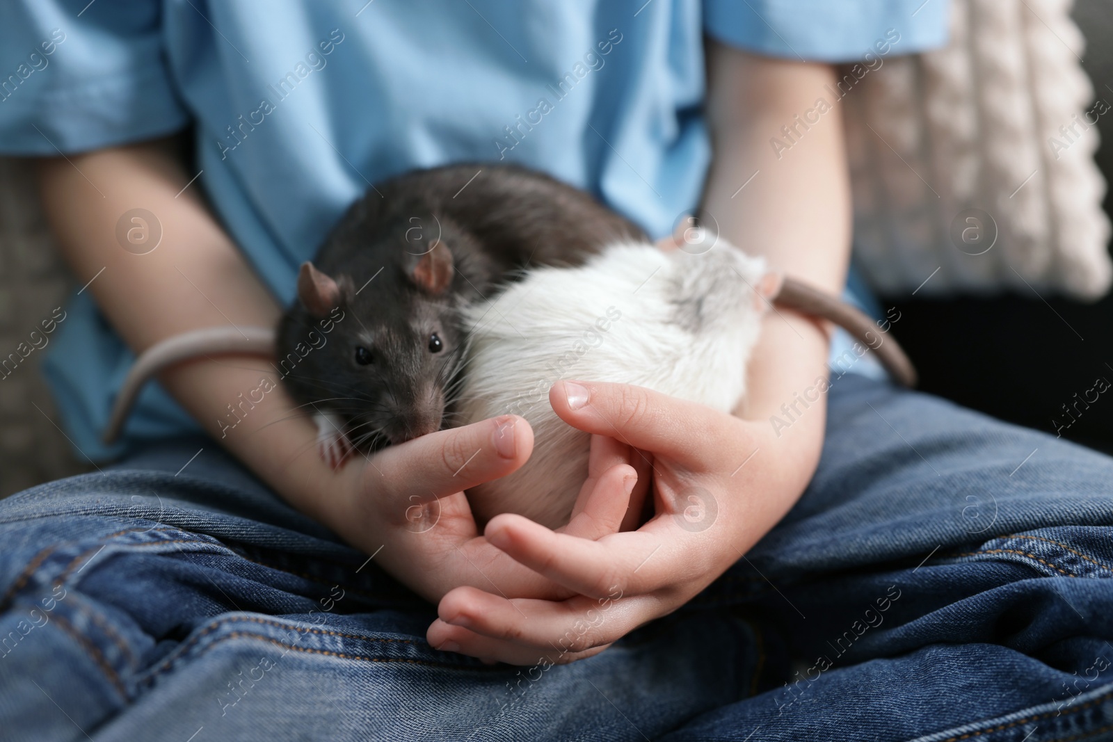 Photo of Little boy with his pet rats on sofa at home, closeup