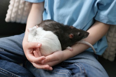 Photo of Little boy with his pet rats on sofa at home, closeup