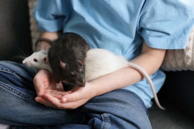 Photo of Little boy with his pet rats on sofa at home, closeup