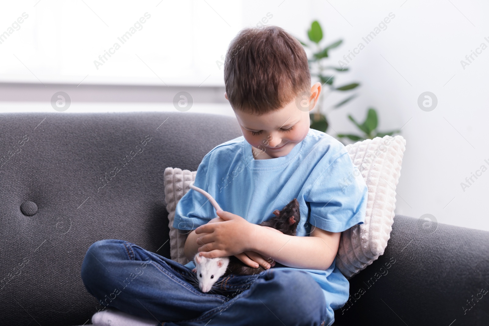 Photo of Little boy with his pet rats on sofa at home