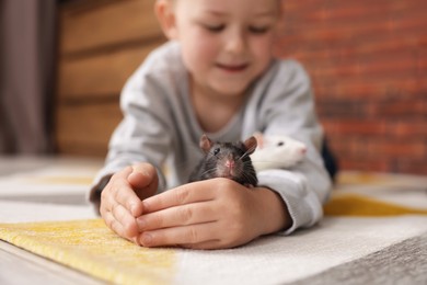 Photo of Little boy with his pet rats on floor at home, selective focus