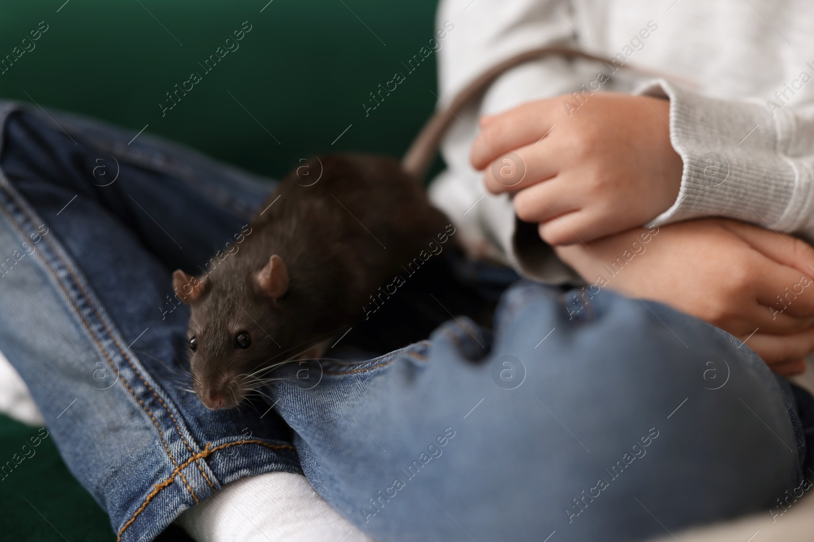 Little boy with his pet rat on sofa at home, closeup Photo of Little boy with his pet rat on sofa at home, closeup