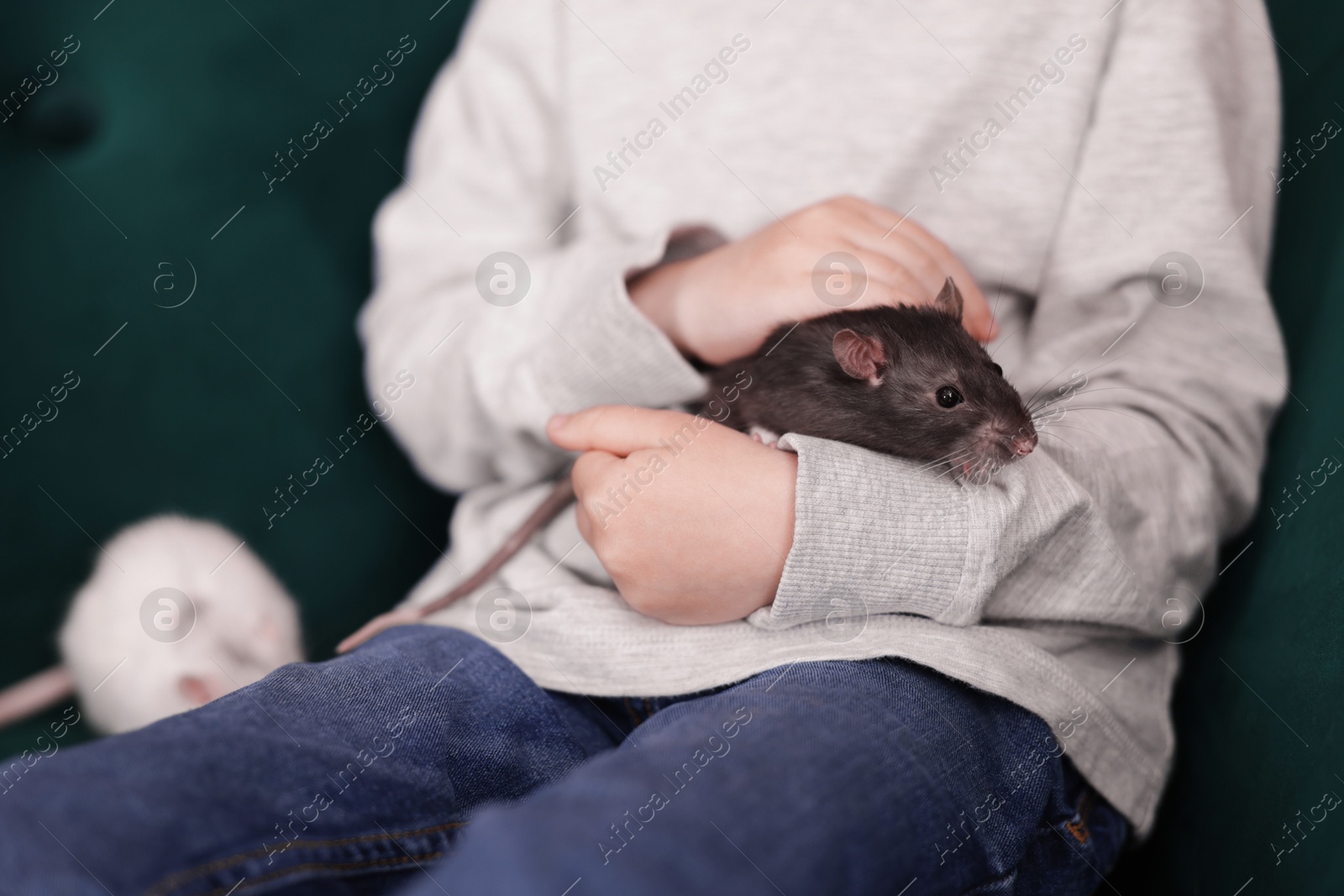 Photo of Little boy with his pet rats on sofa at home, closeup