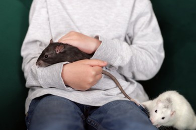 Photo of Little boy with his pet rats on sofa at home, closeup