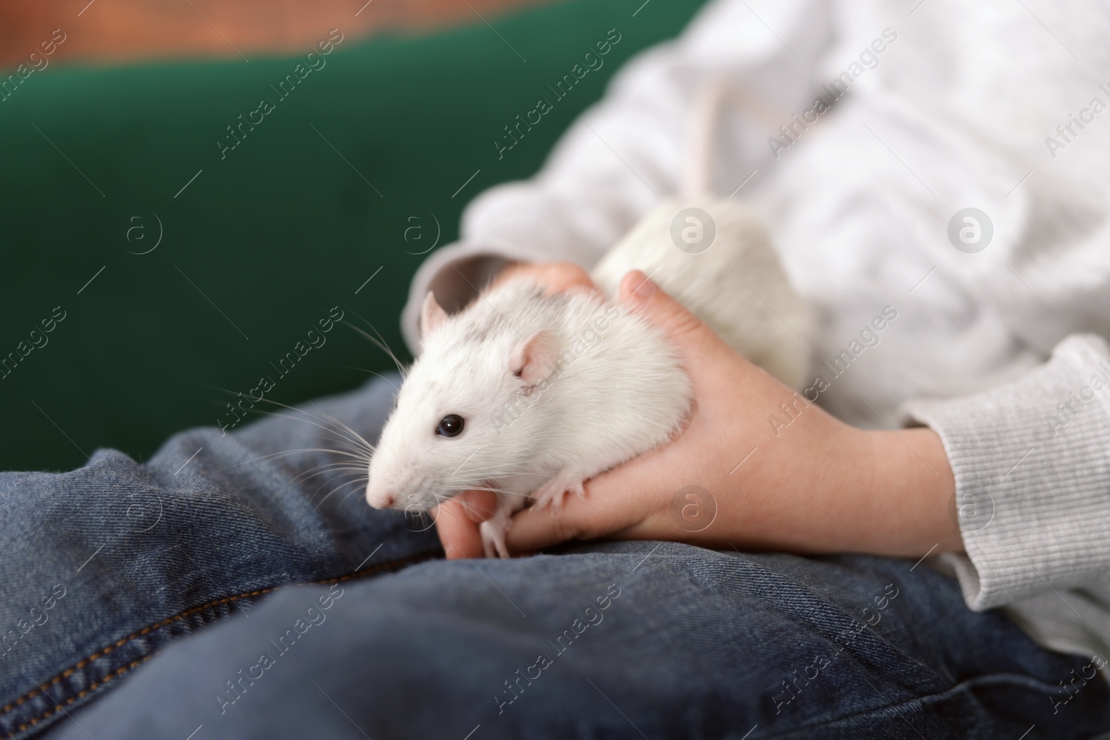 Little boy with his pet rat on sofa at home, closeup Photo of Little boy with his pet rat on sofa at home, closeup