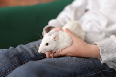 Photo of Little boy with his pet rat on sofa at home, closeup