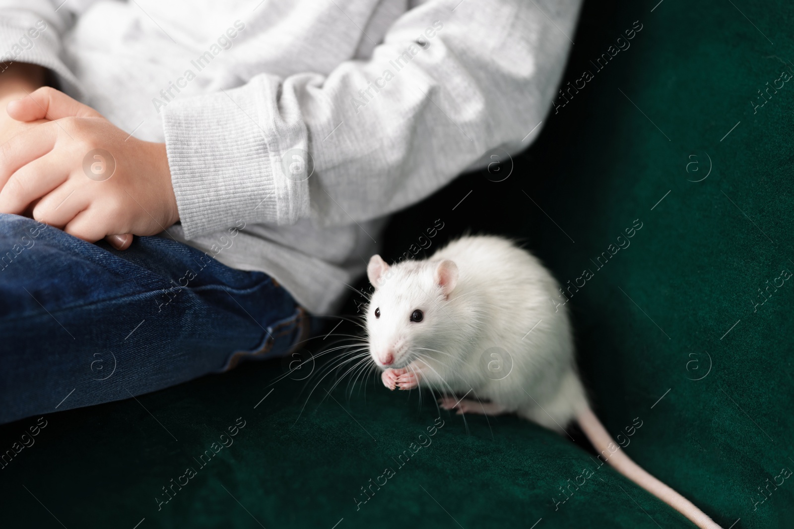 Photo of Little boy with his pet rat on sofa at home, closeup