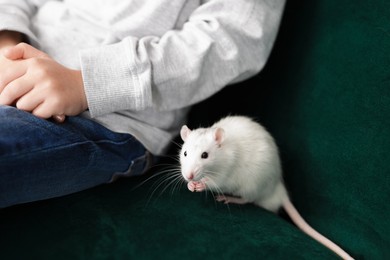 Photo of Little boy with his pet rat on sofa at home, closeup