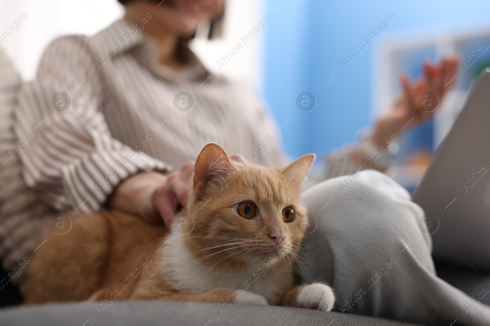 Woman having videochat by laptop and stroking cat on sofa in home office, selective focus Photo of Woman having videochat by laptop and stroking cat on sofa in home office, selective focus