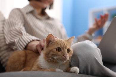 Photo of Woman having videochat by laptop and stroking cat on sofa in home office, selective focus