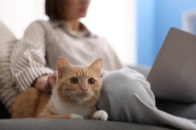 Photo of Woman working with laptop and stroking cat on sofa in home office, selective focus