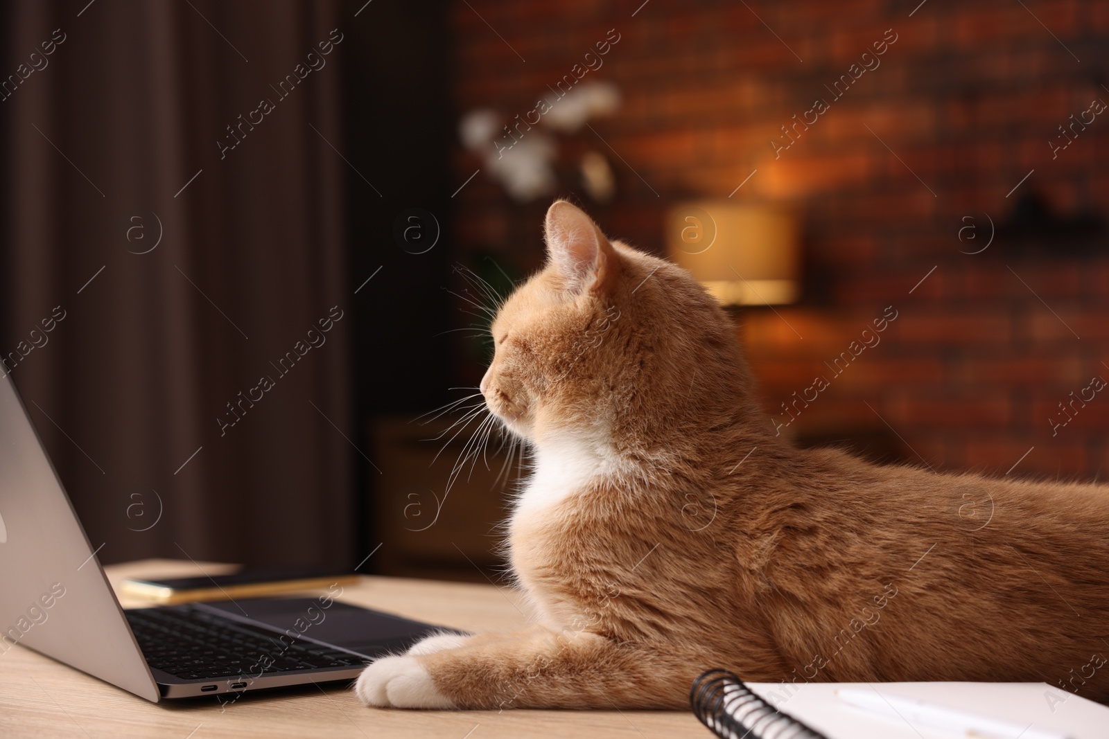 Cute cat near laptop on desk in home office Photo of Cute cat near laptop on desk in home office