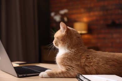 Photo of Cute cat near laptop on desk in home office