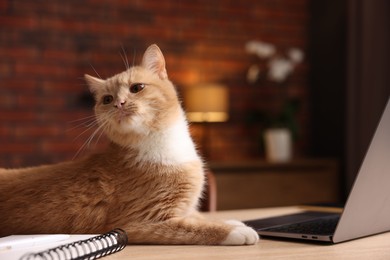 Photo of Cute cat near laptop on desk in home office