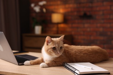 Photo of Cute cat near laptop on desk in home office