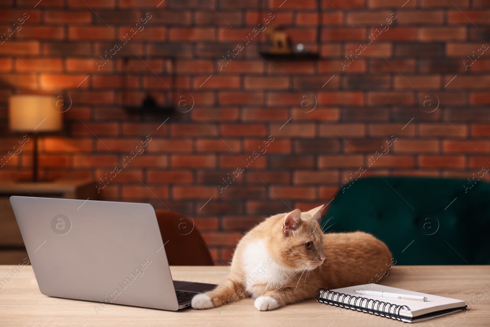 Cute cat near laptop on desk in home office Photo of Cute cat near laptop on desk in home office